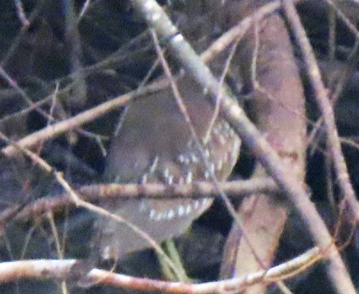 Black-crowned Night Heron - ML629056059