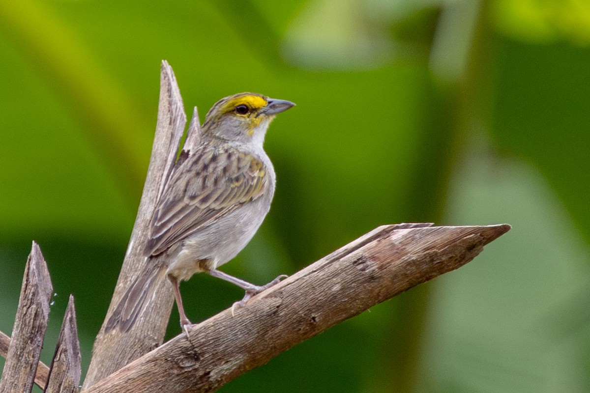 Yellow-browed Sparrow - ML629056065