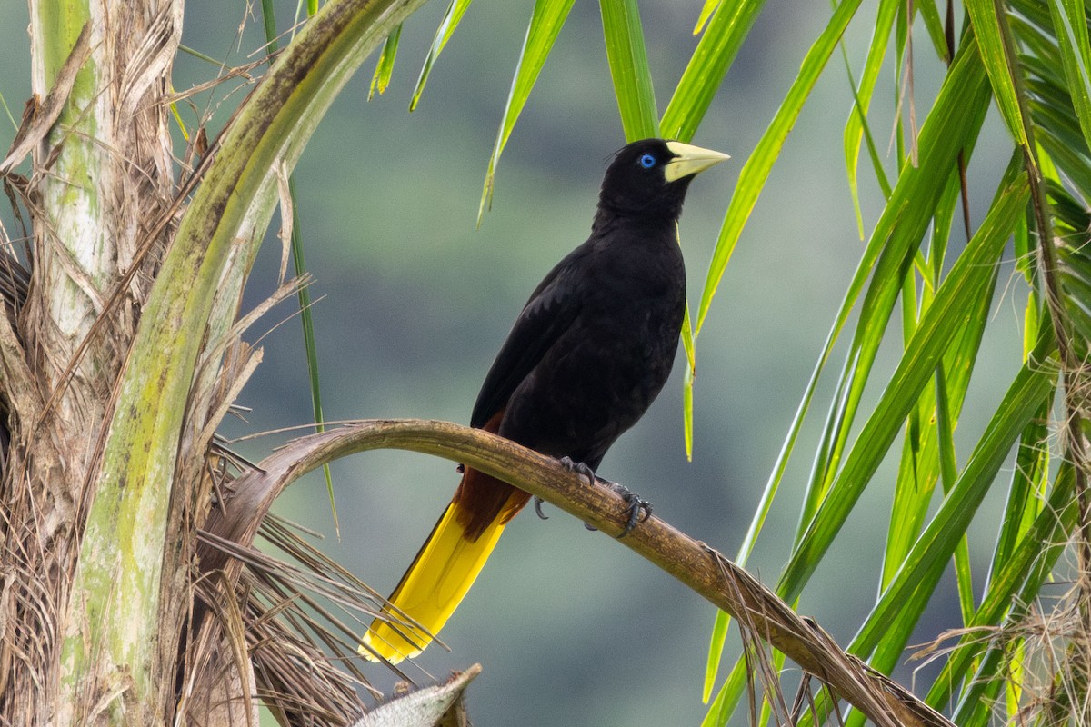 Crested Oropendola - ML629056077