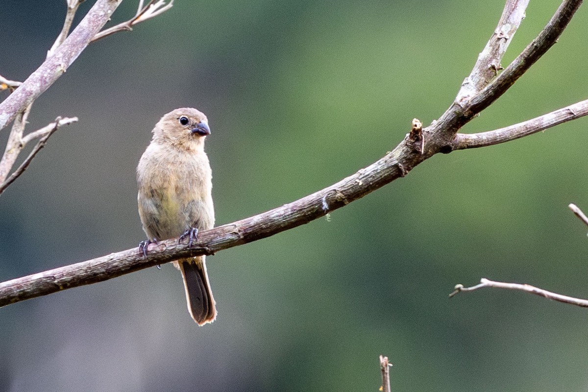 Chestnut-bellied Seedeater - ML629056088