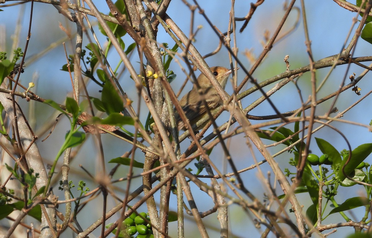 Fulvous-faced Scrub-Tyrant - ML629056146