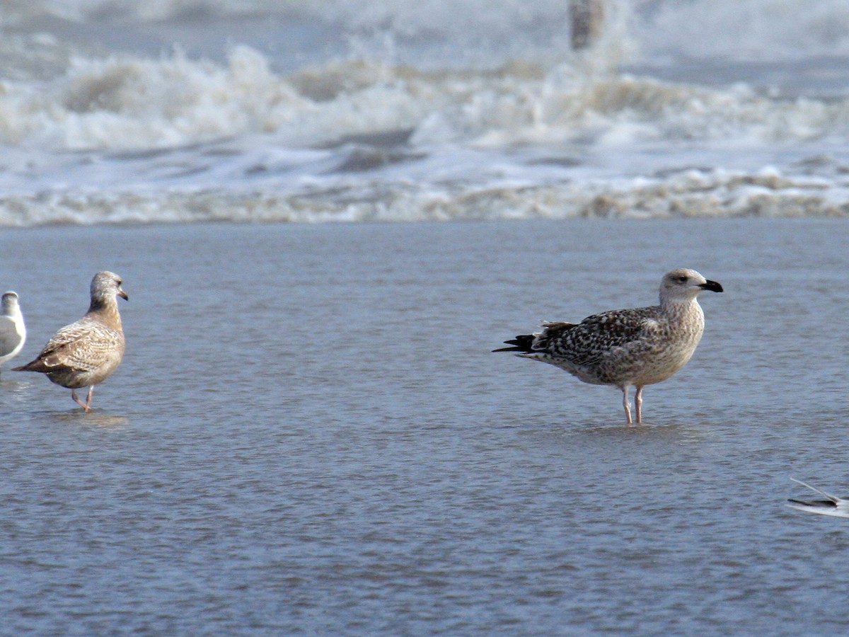 Great Black-backed Gull - ML629056160