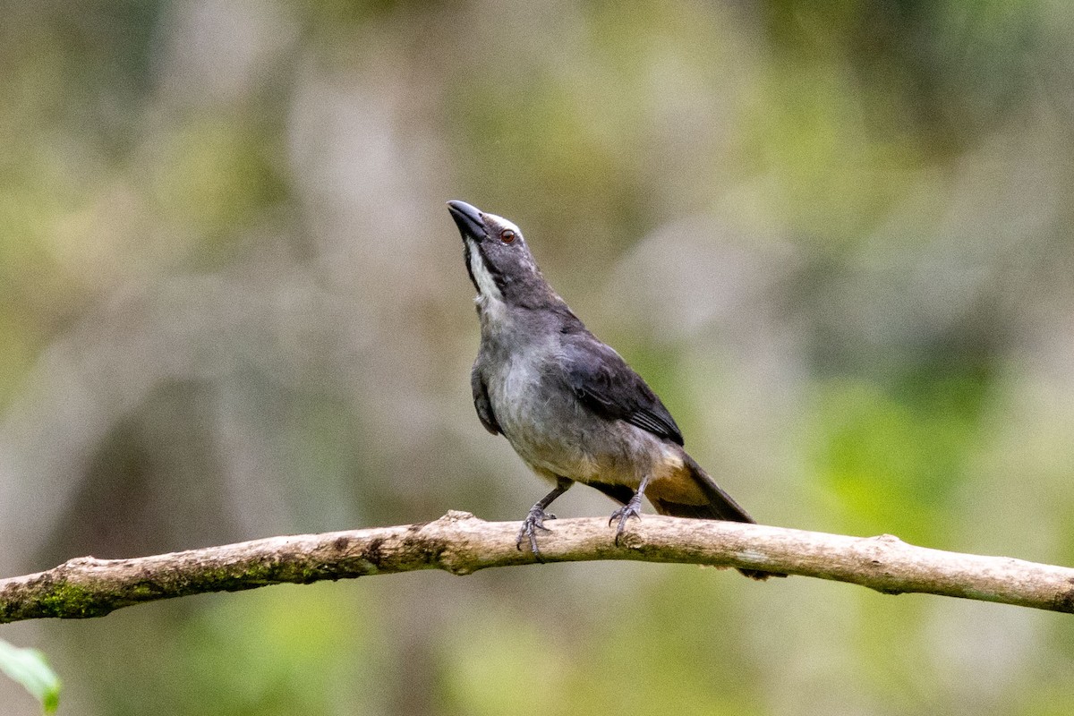Bluish-gray Saltator - ML629056171