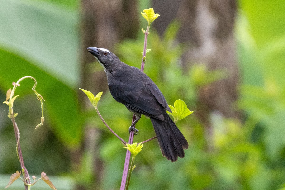 Bluish-gray Saltator - ML629056172