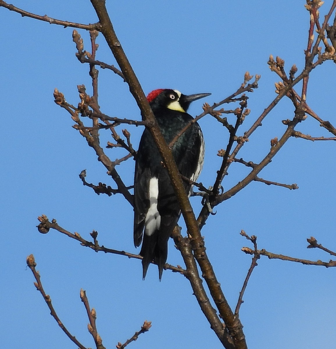 Acorn Woodpecker - ML629056188