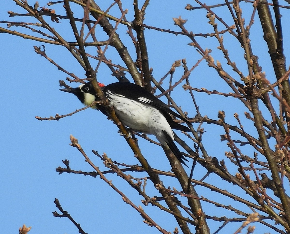 Acorn Woodpecker - ML629056189