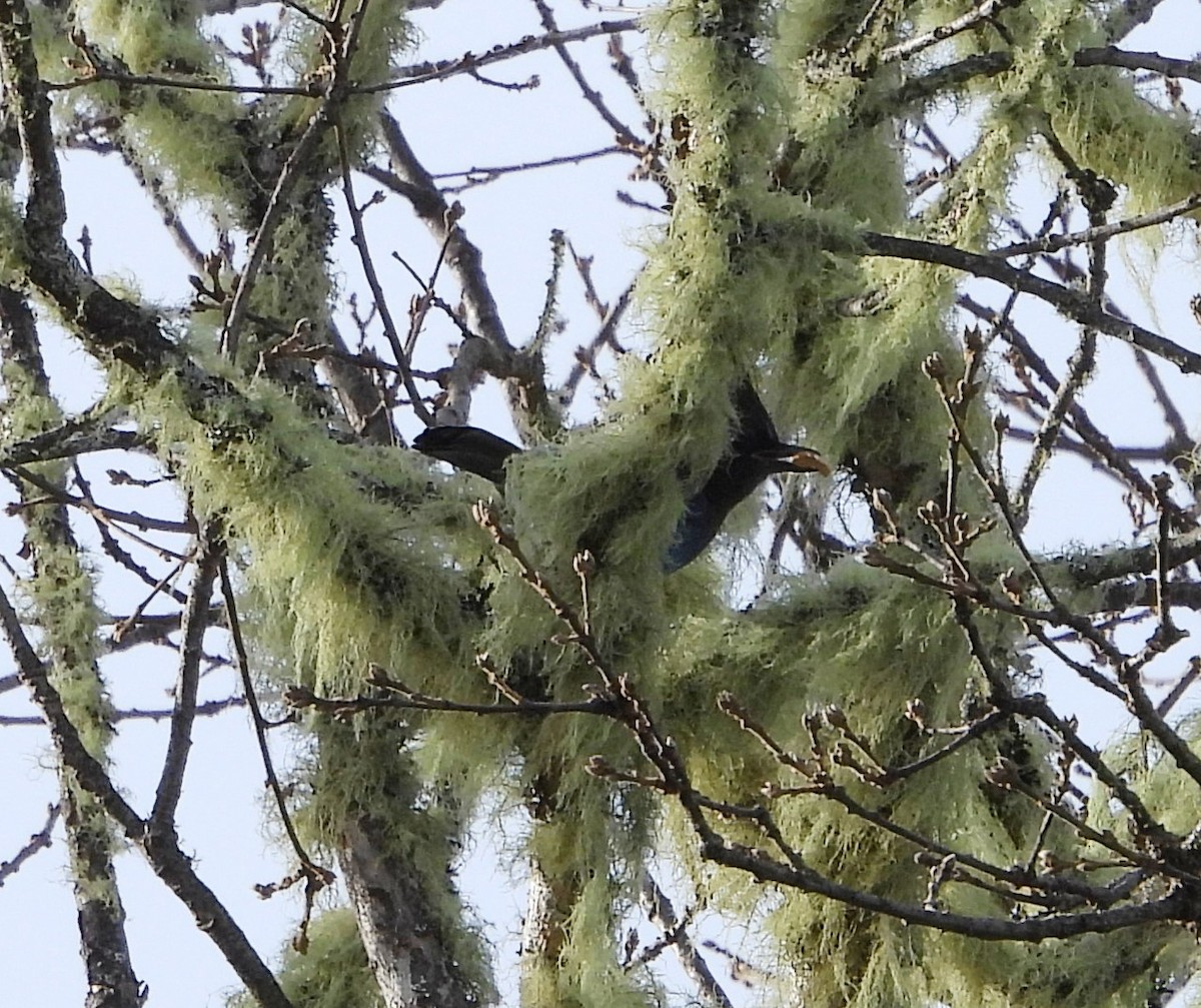 Steller's Jay - ML629056208