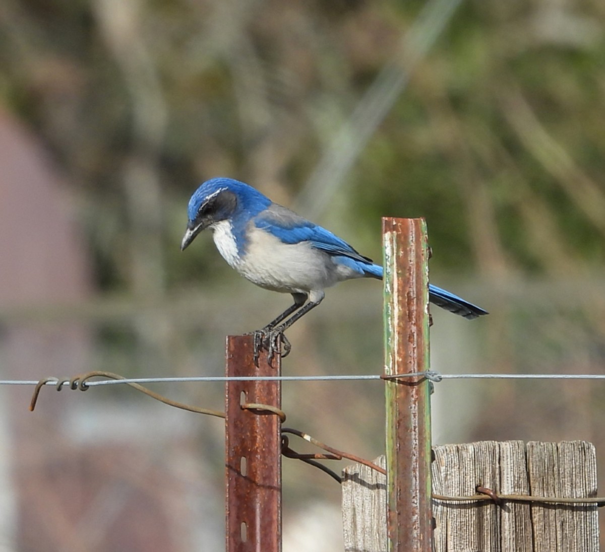 California Scrub-Jay - ML629056215