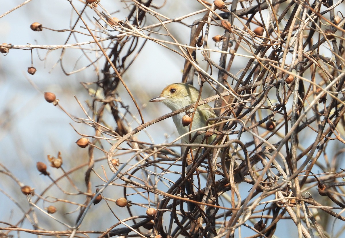 Fulvous-faced Scrub-Tyrant - ML629056224