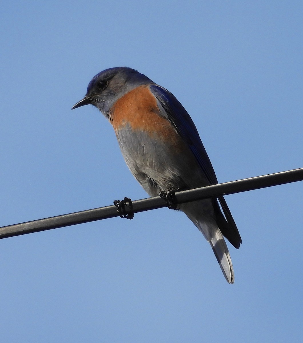 Western Bluebird - ML629056265