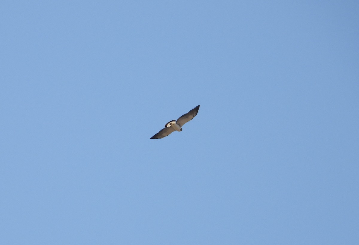 White-tailed Hawk - ML629056291