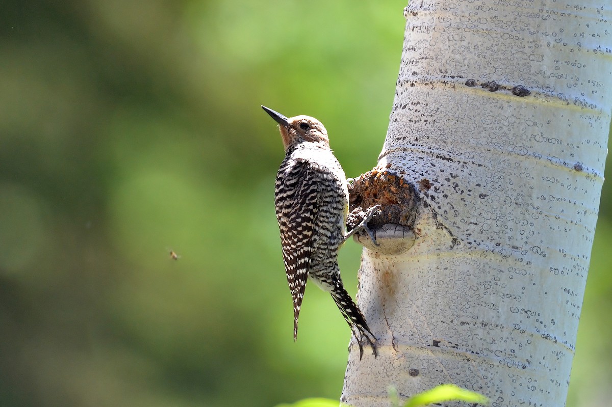Williamson's Sapsucker - ML62905631
