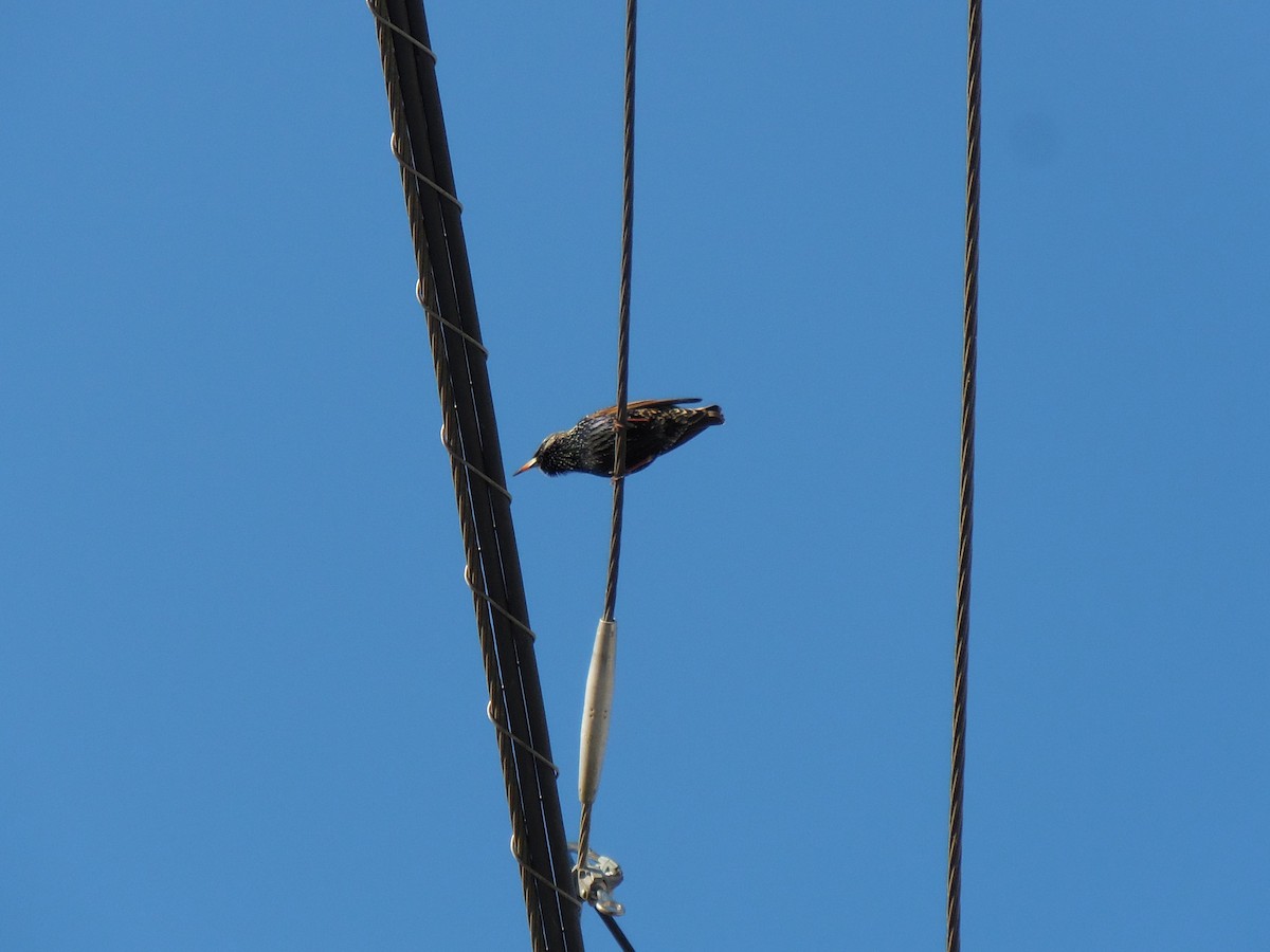 European Starling - ML629056315