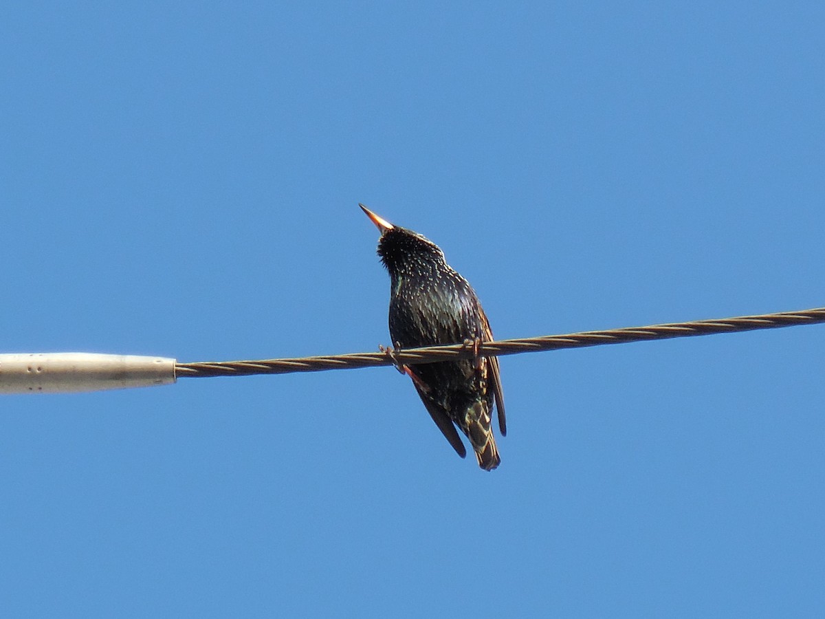 European Starling - ML629056316