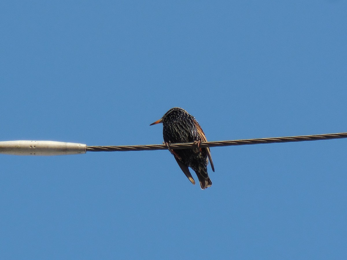 European Starling - ML629056317