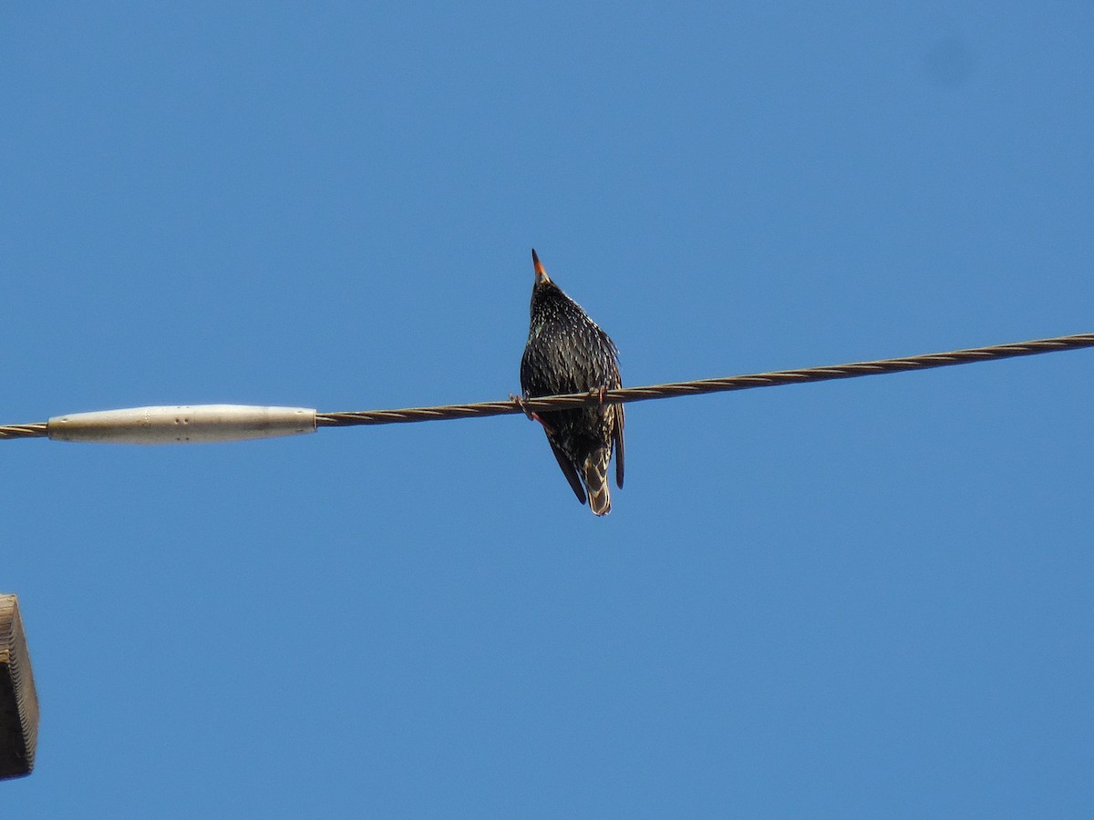 European Starling - ML629056318