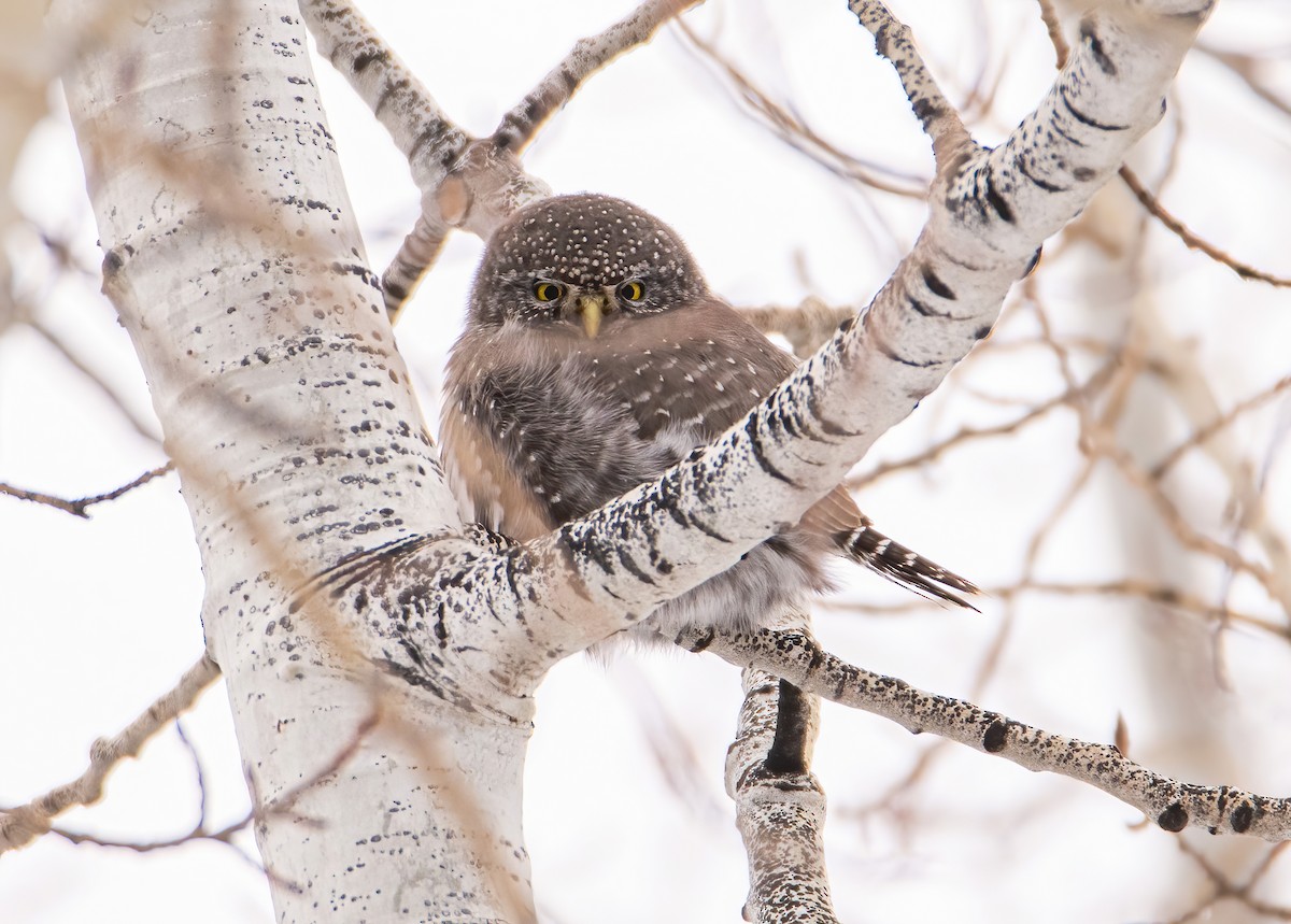 Northern Pygmy-Owl - ML629056326