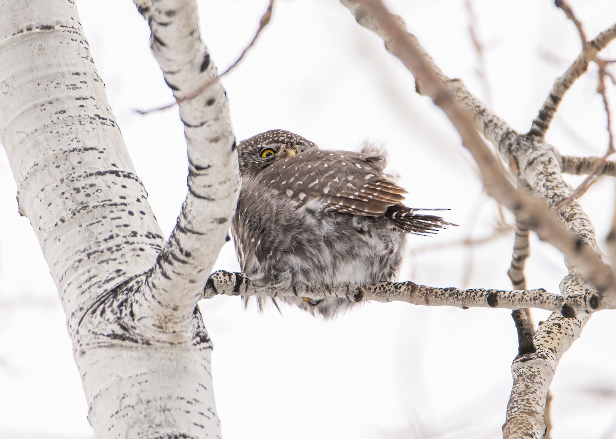 Northern Pygmy-Owl - ML629056327