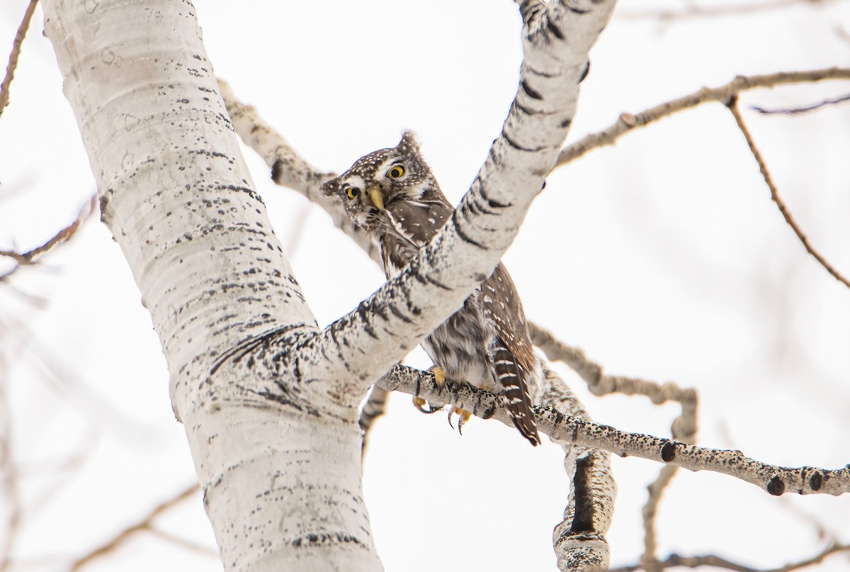 Northern Pygmy-Owl - ML629056328