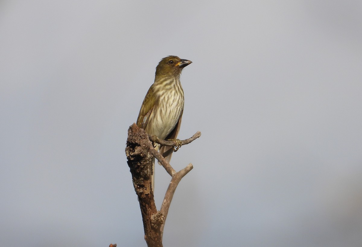 Streaked Saltator - ML629056490