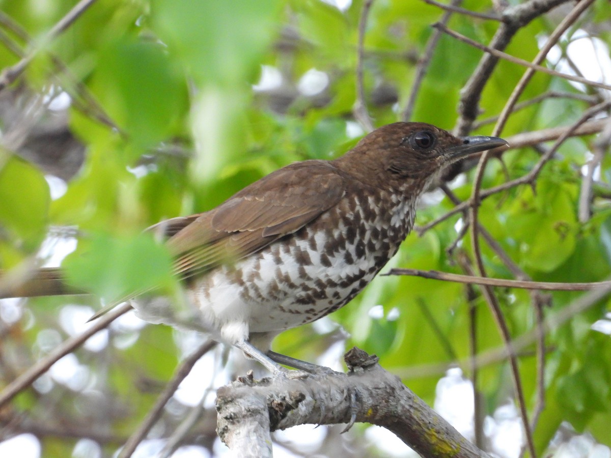 Marañon Thrush - ML629056571