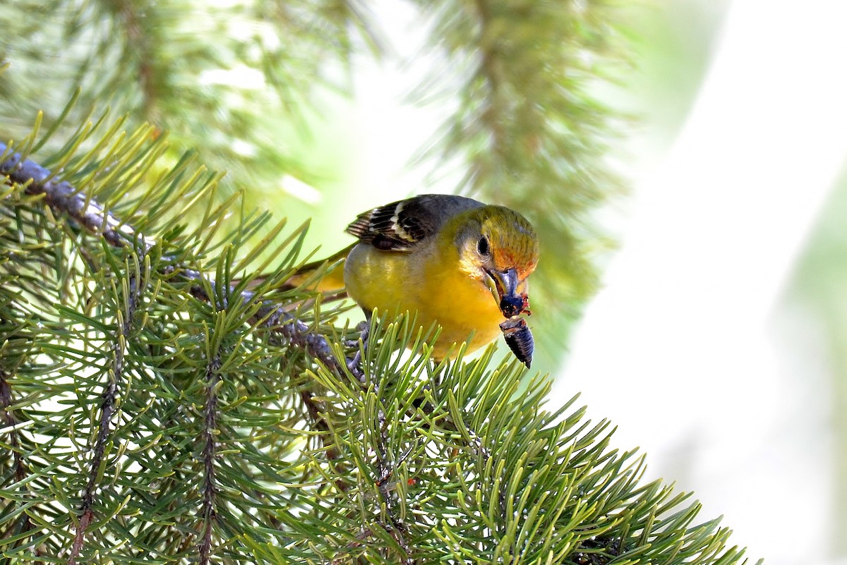 Western Tanager - ML62905661