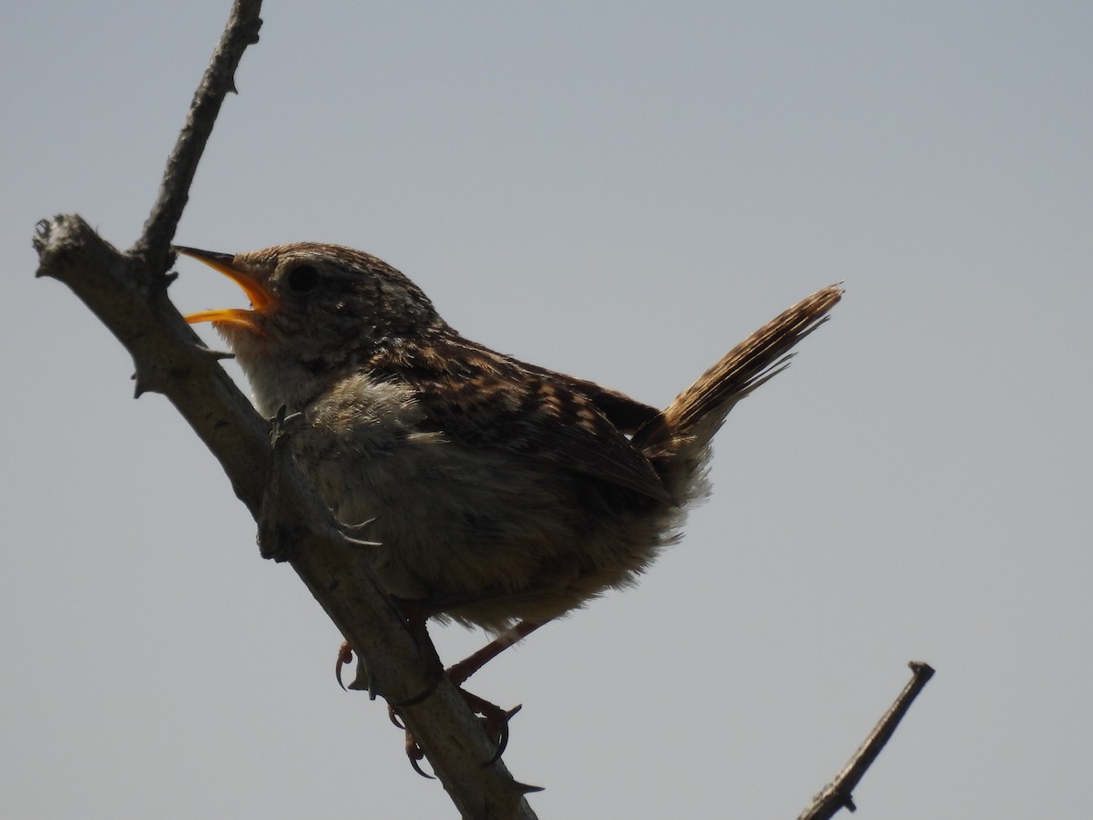 střízlík ostřicový - ML629056638