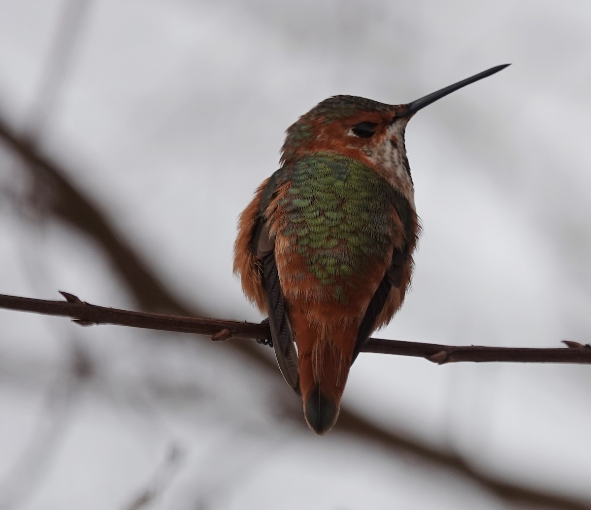 Rufous x Allen's Hummingbird (hybrid) - ML629056709
