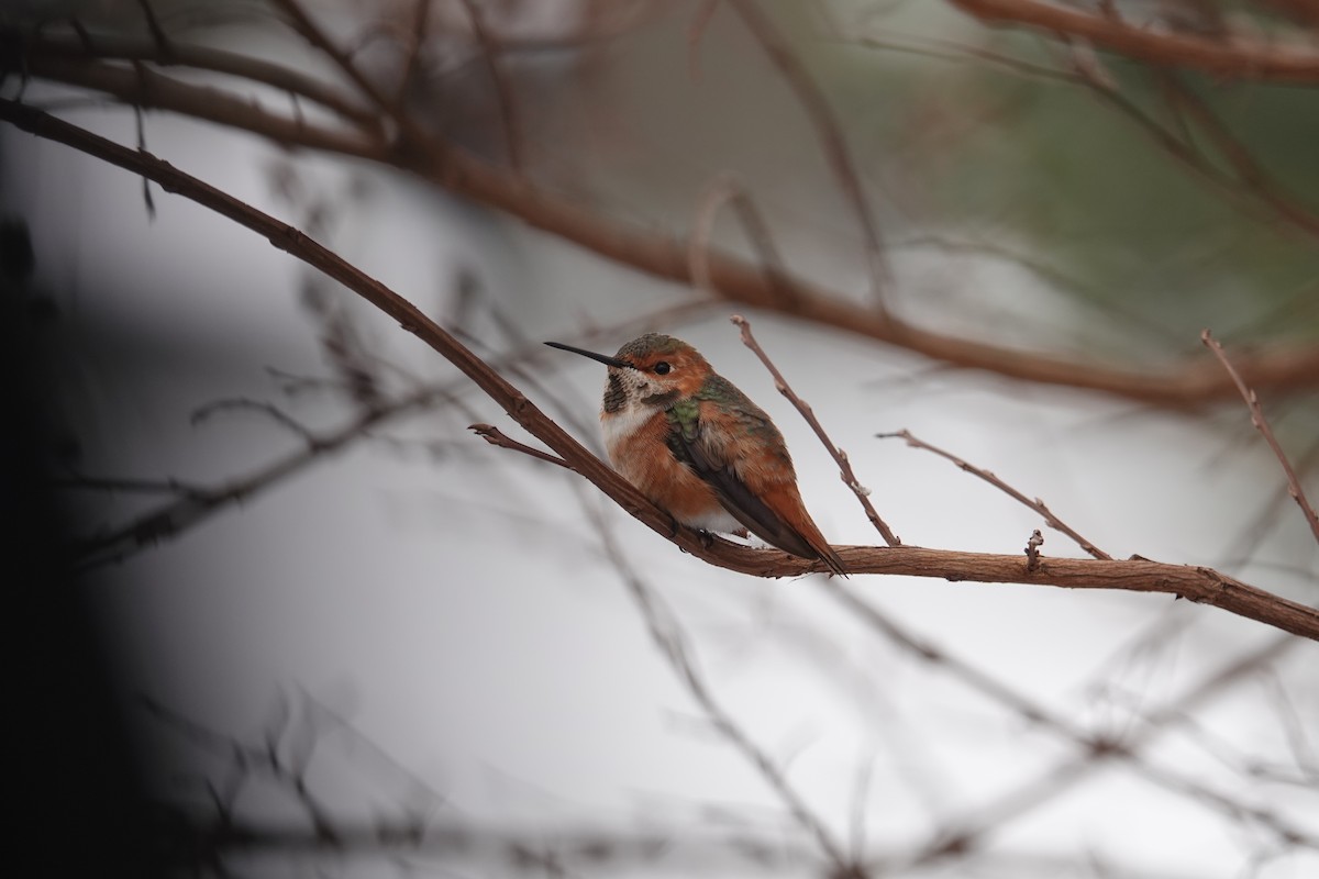 Rufous x Allen's Hummingbird (hybrid) - ML629056710