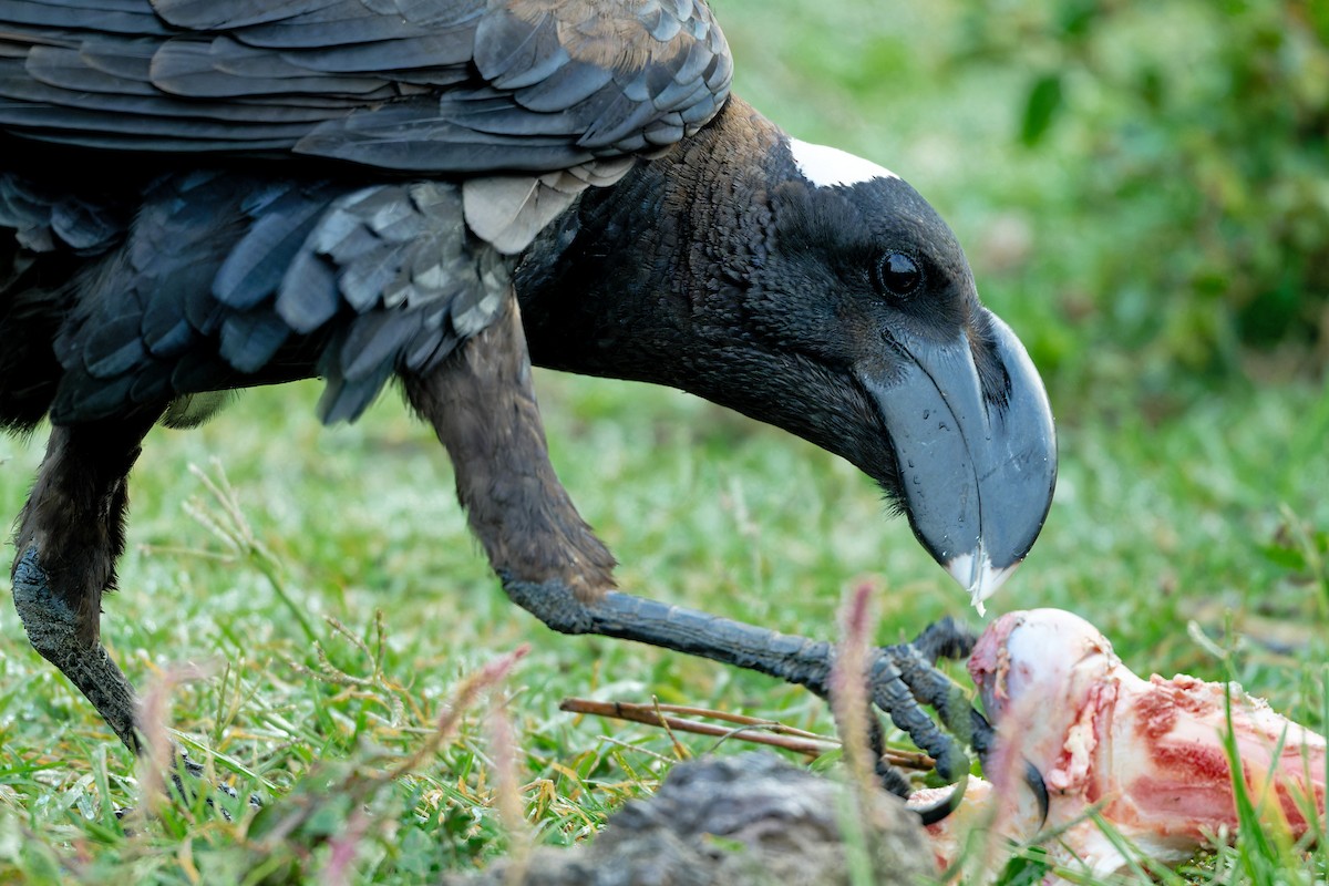 Thick-billed Raven - ML629056727