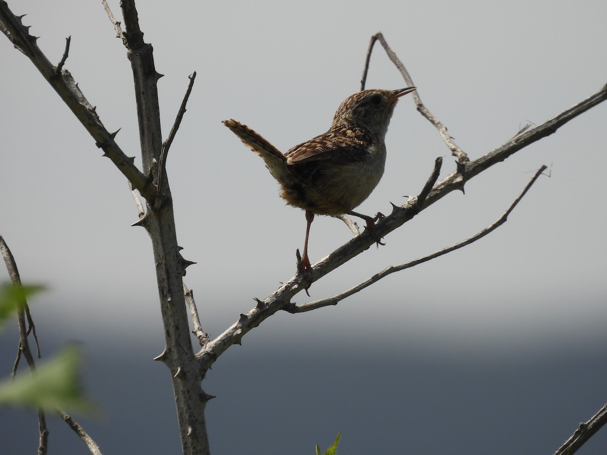 střízlík ostřicový - ML629056769