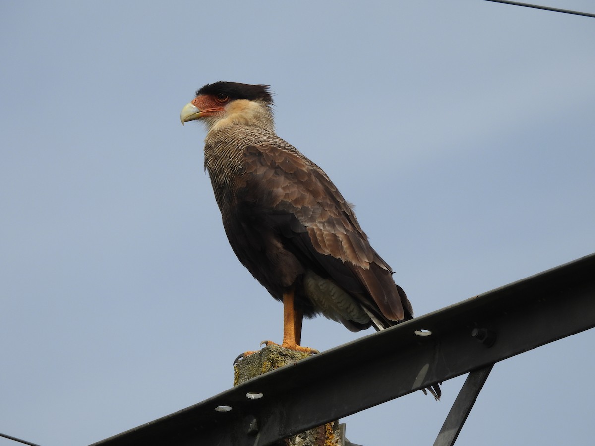 karančo jižní - ML629056813