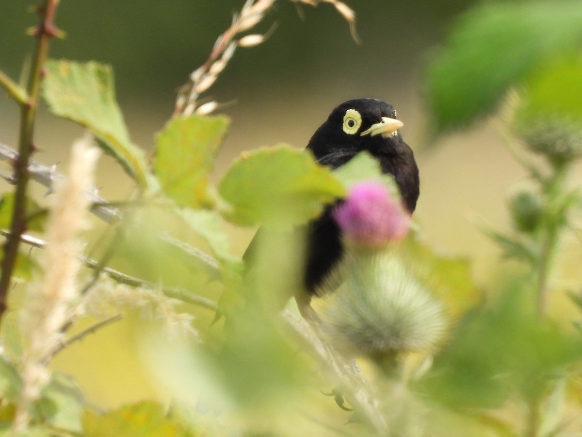Spectacled Tyrant - ML629056886