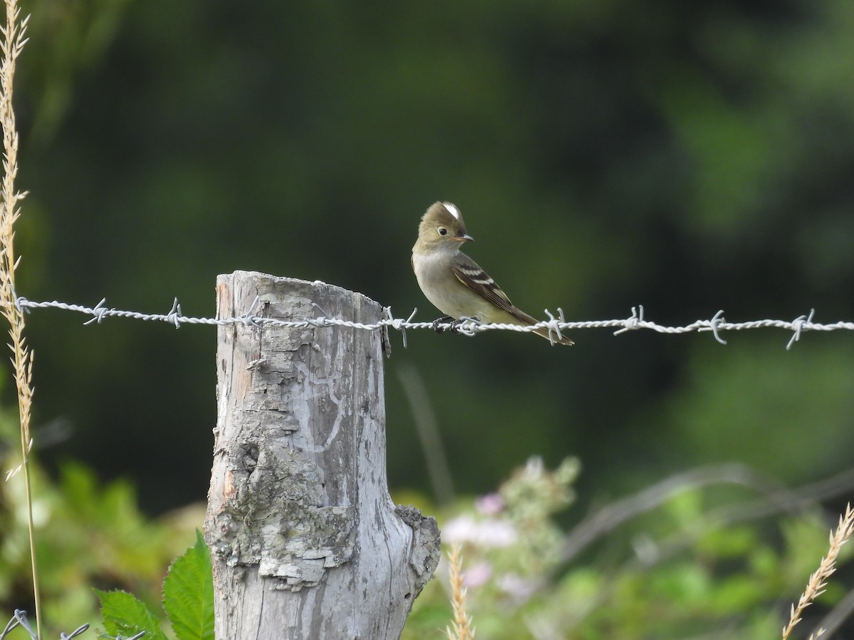 White-crested Elaenia - ML629056915