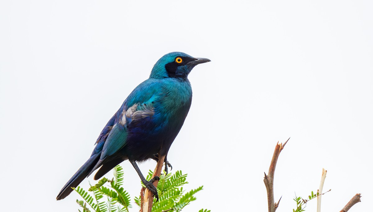 Greater Blue-eared Starling - ML629056934