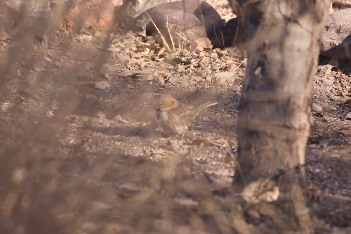 Harris's Sparrow - ML629056952