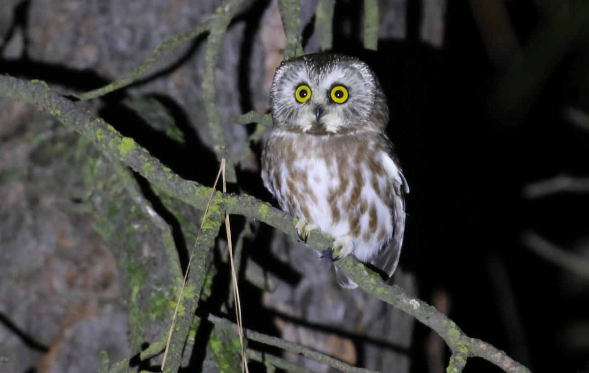 Northern Saw-whet Owl - ML629056986