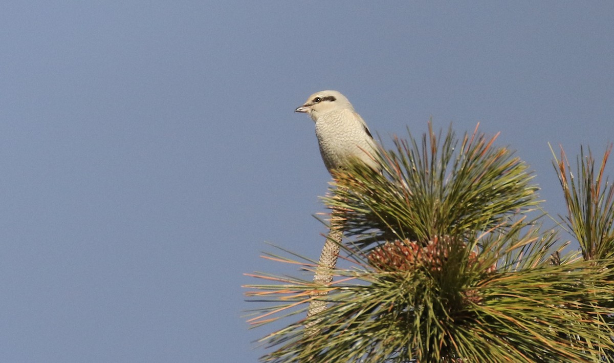 Northern Shrike - ML629057037