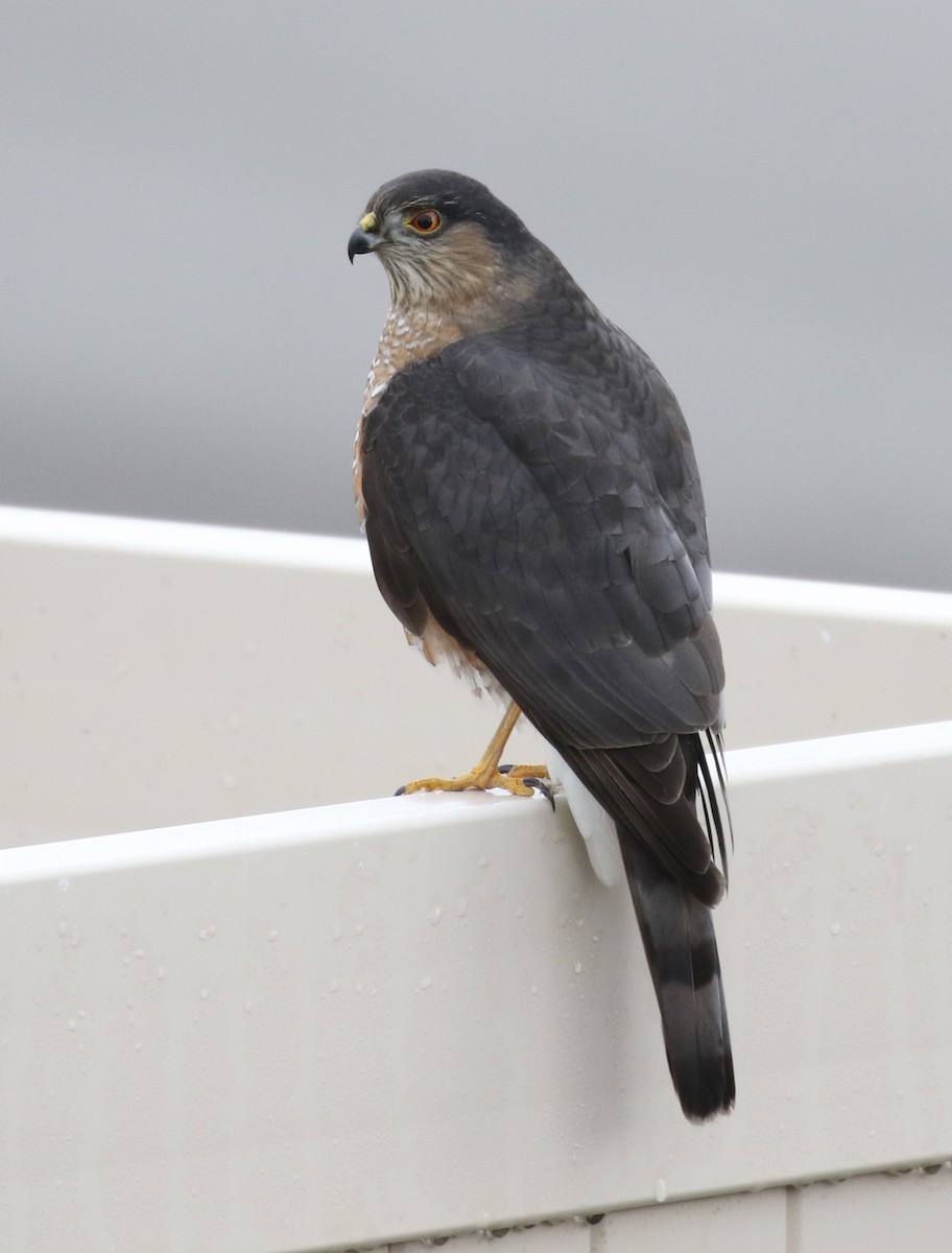 Sharp-shinned Hawk - ML629057076