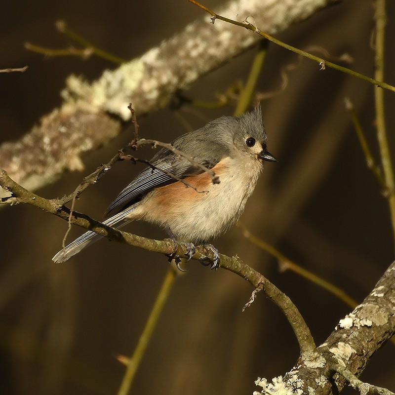 Tufted Titmouse - ML629057090