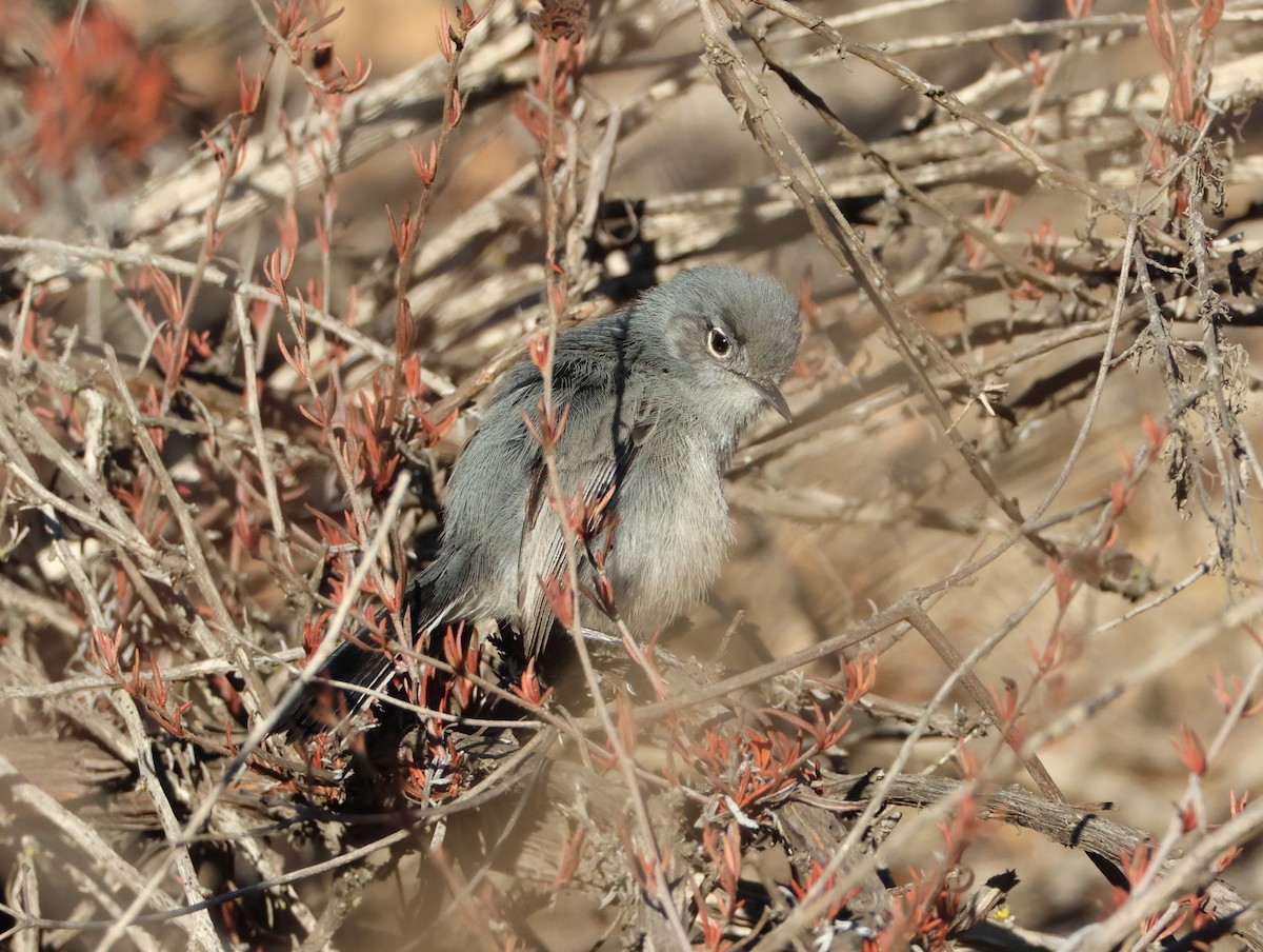 California Gnatcatcher - ML629057097