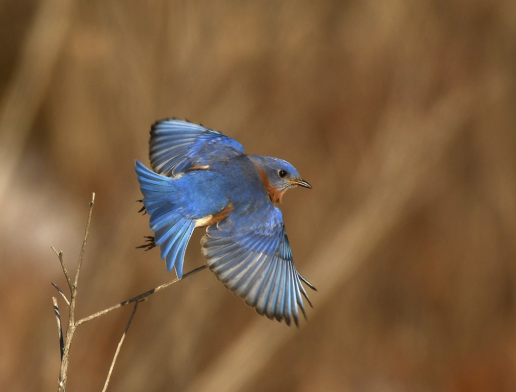 Eastern Bluebird - ML629057098