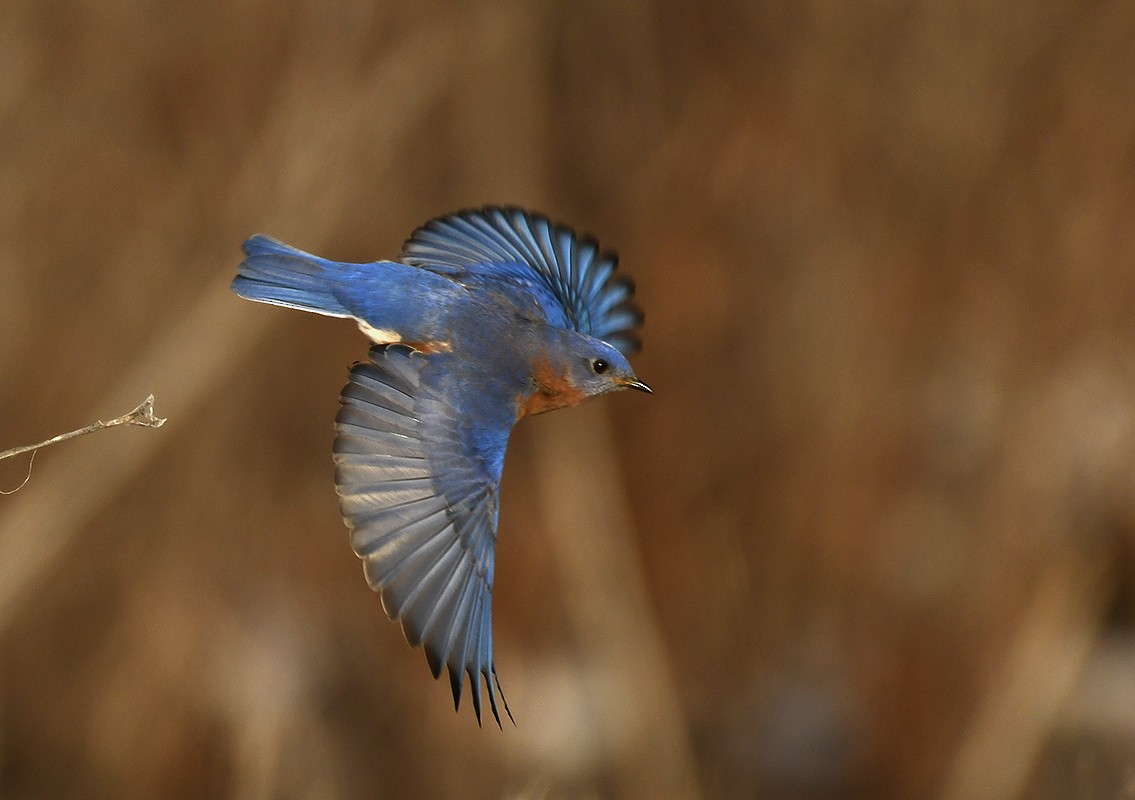 Eastern Bluebird - ML629057103