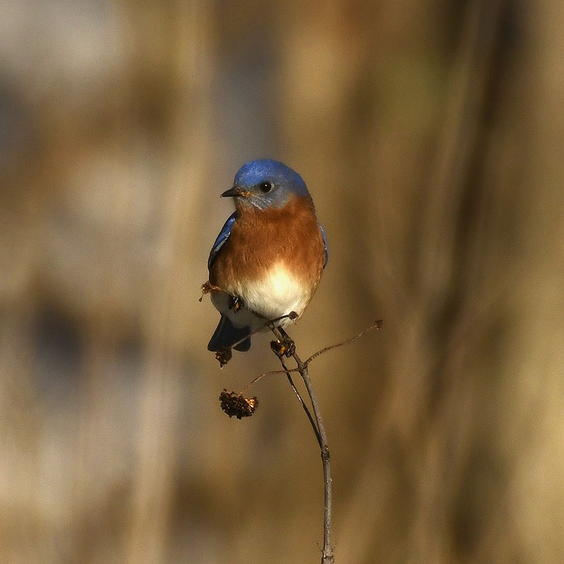 Eastern Bluebird - ML629057108