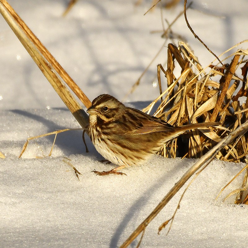 Song Sparrow - ML629057124