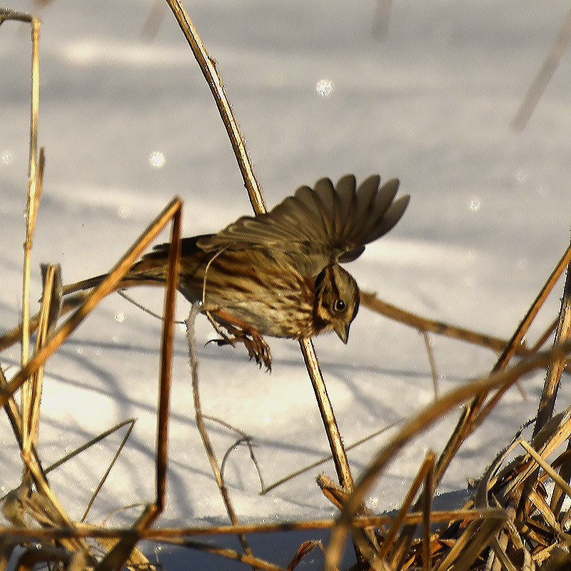 Song Sparrow - ML629057133