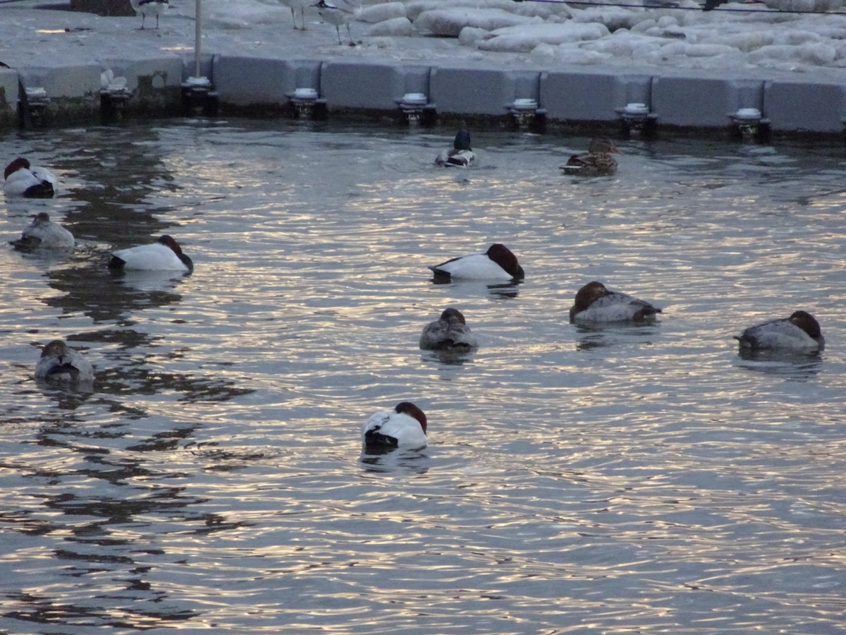 Canvasback - ML629057137