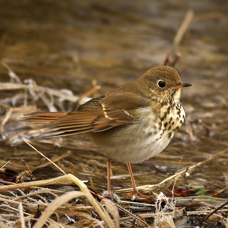 Hermit Thrush - ML629057228