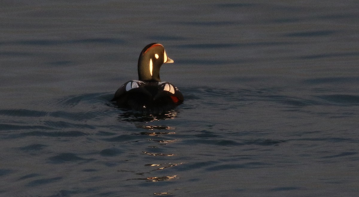 Harlequin Duck - ML629057236