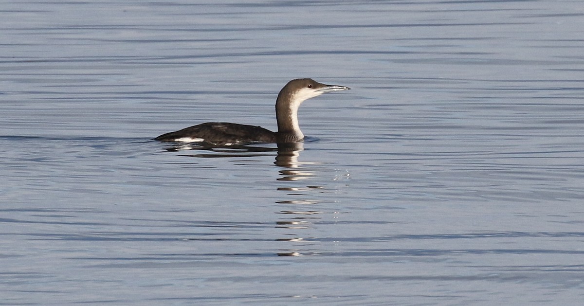 Arctic Loon - ML629057252